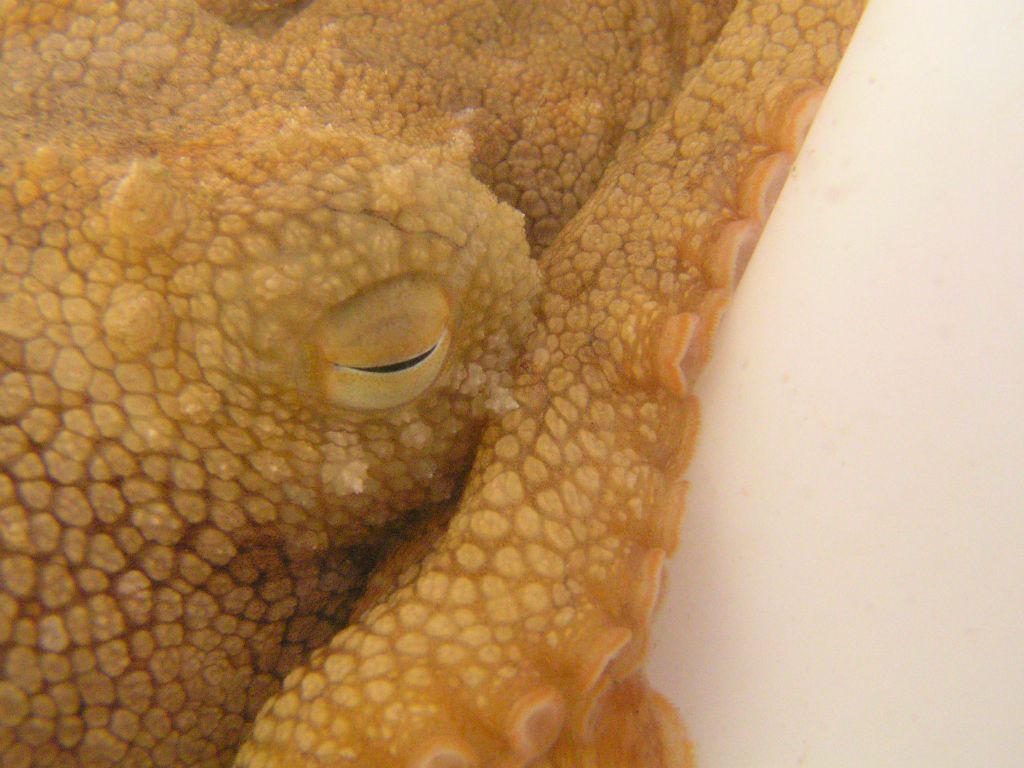 Captive pale octopus Octopus pallidus Mercury Passage Tasmania, Australia